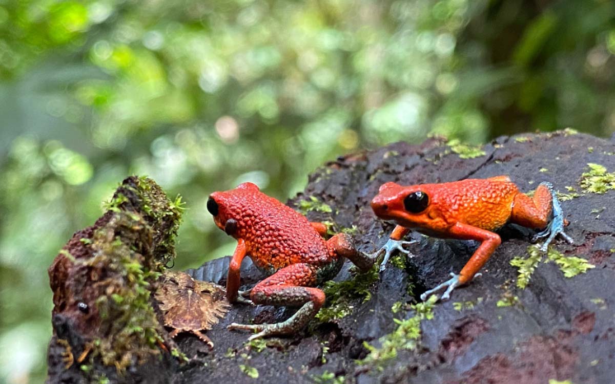 Granular poison dart frog / Oophaga granilifera