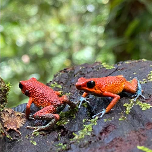 Granular poison dart frog / Oophaga granilifera