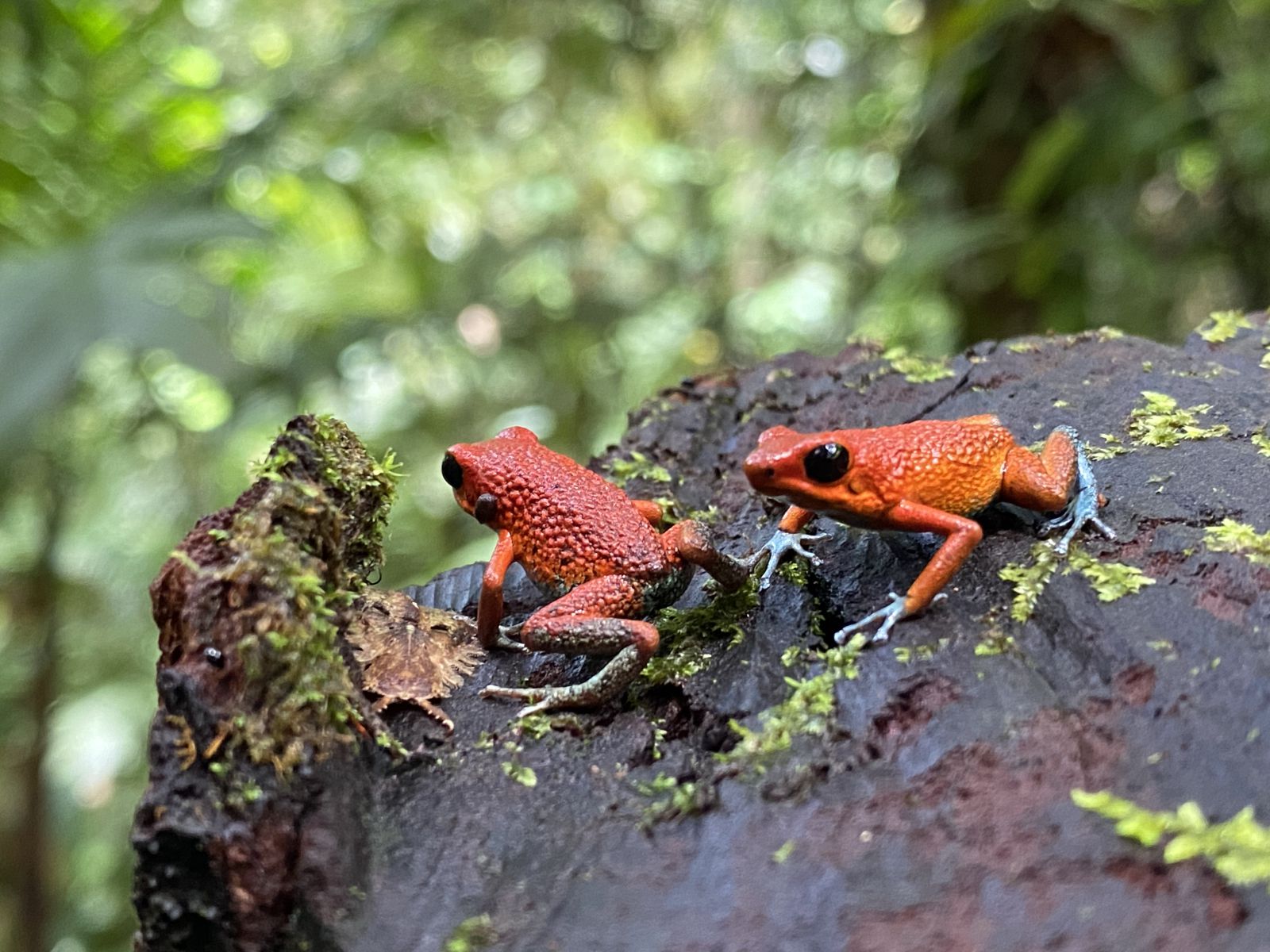 Two Granular Poison Frogs / Oophaga granulifera over a tronk,Hacienda Ébano, a Nature Reserve and Farm with Rainforest and Waterfalls