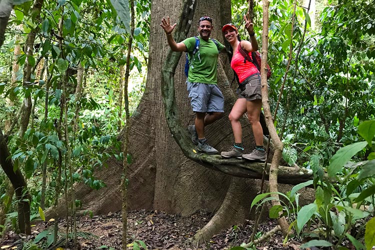 Giant tree in the Rainforest at Hacienda Ebano - near Dominical - Baru Costa Rica