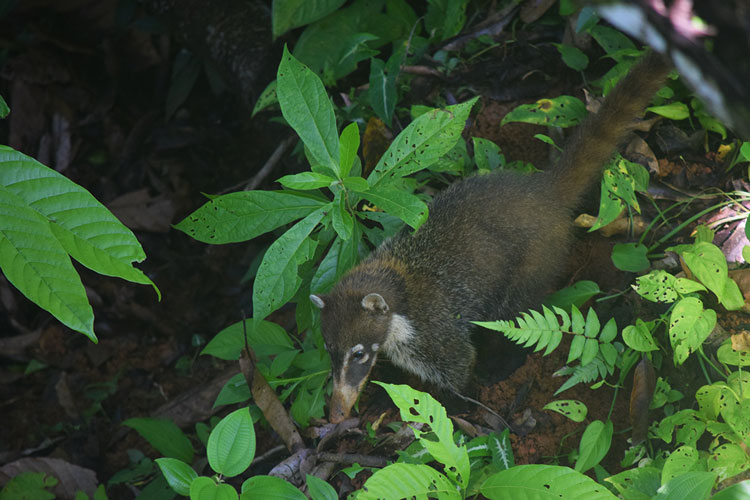 Coaty in the Rainforest at Hacienda Ebano - near Dominical - Baru Costa Rica