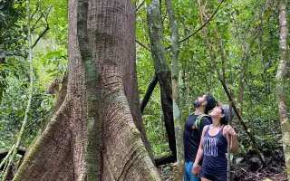 Couple in the Rainforest Apreciating a huge Ceiba Tree in a Nature Reserve and Farm with Rainforest and Waterfalls at Barú, Costa Rica