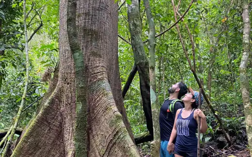 Couple in the Rainforest Apreciating a huge Ceiba Tree in a Nature Reserve and Farm with Rainforest and Waterfalls at Barú, Costa Rica