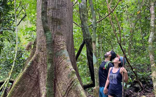 Couple in the Rainforest Apreciating a huge Ceiba Tree in a Nature Reserve and Farm with Rainforest and Waterfalls at Barú, Costa Rica