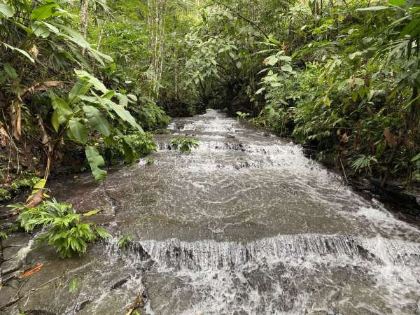 A creek in the rain forest