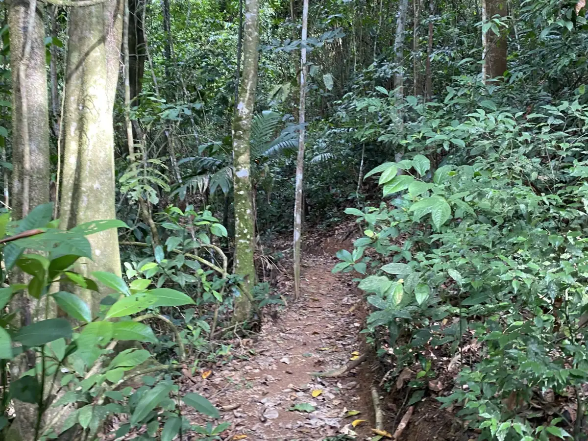 Trail 1 Beginning, Hacienda Ébano, a Nature Reserve and Farm with Rainforest and Waterfalls at Barú, Costa Rica