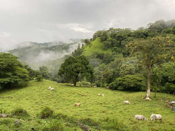 Pasture view from Ébano House, Hacienda Ébano, a Nature Reserve and Farm with Rainforest and Waterfalls at Barú, Costa Rica