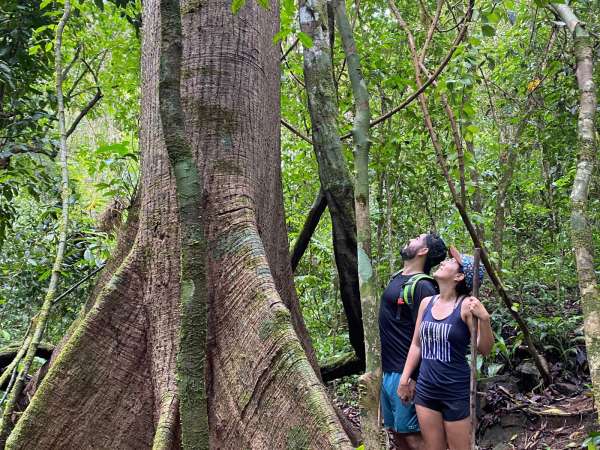 Couple in the Rainforest Apreciating a huge Ceiba Tree in a Nature Reserve and Farm with Rainforest and Waterfalls at Barú, Costa Rica