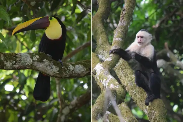 Yellow-throated toucan and White-faced Monkey at the Hacienda Ebano nature reserve in Baru Costa Rica